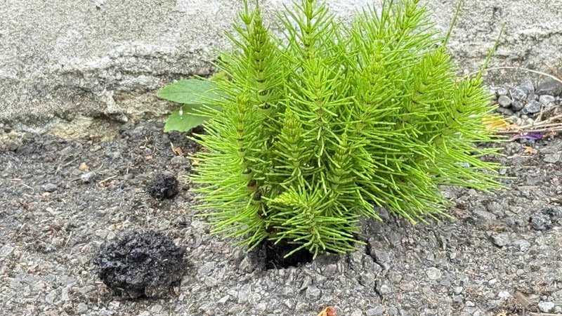Horsetail Breaks Tarmac Drive