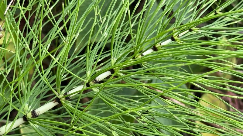 Horsetail, Equisetum arvense