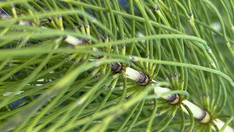Horsetail Removal Costs