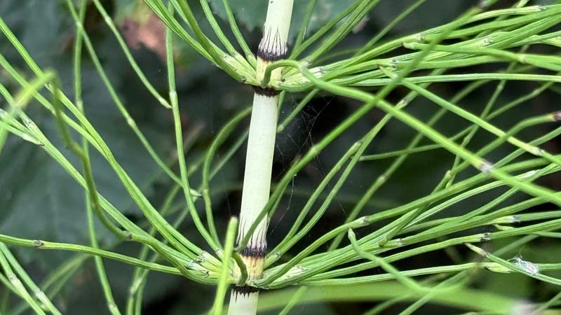 Horsetail Removal Options & Costs