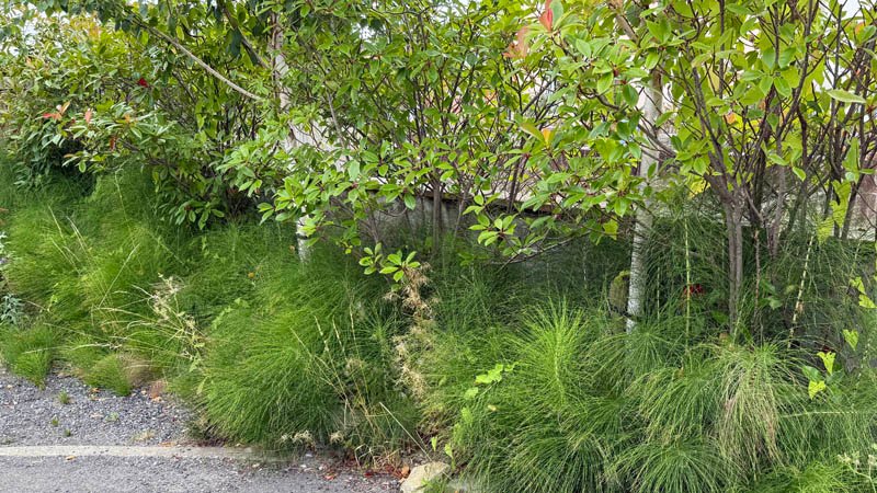 How To Get Rid Of Horsetail