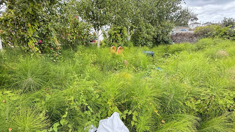 How To Get Rid Of Horsetail