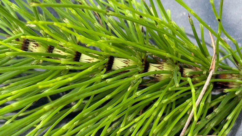 Horsetail Assessment - No More Horsetail